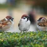 Three house sparrows perched on a green hedge. The birds display their characteristic features with rusty-brown caps, black bibs, and white cheek patches, showcasing their social nature as they gather closely together on the trimmed foliage.