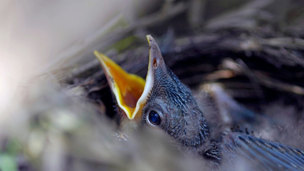Development stages of baby blackbirds from hatchling to fledgling