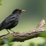 Male Common blackbird with yellow-orange bill perched on branch