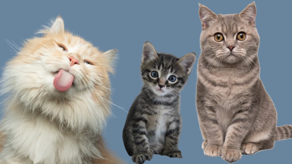 Outdoor cats and a kitten