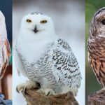 Diverse owl species from around the world showing distinctive facial features