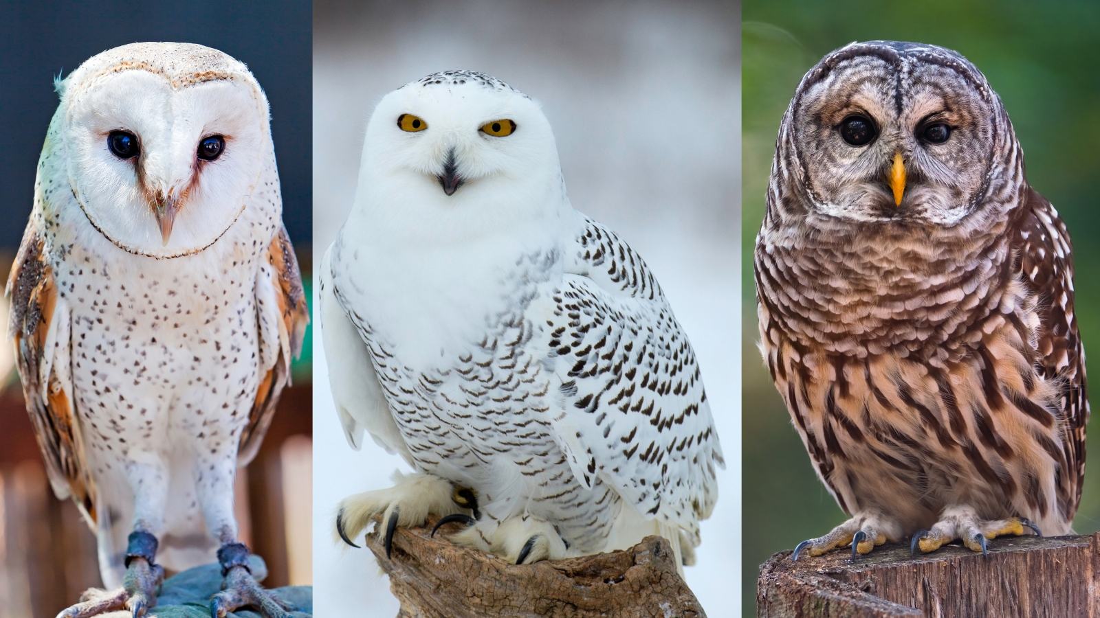 Diverse owl species from around the world showing distinctive facial features