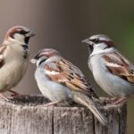 House sparrows roosting together at night in dense vegetation