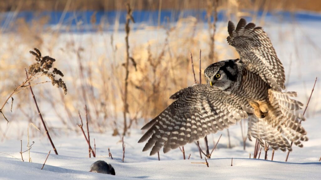 Different owl hunting techniques shown at dusk including perching and quartering