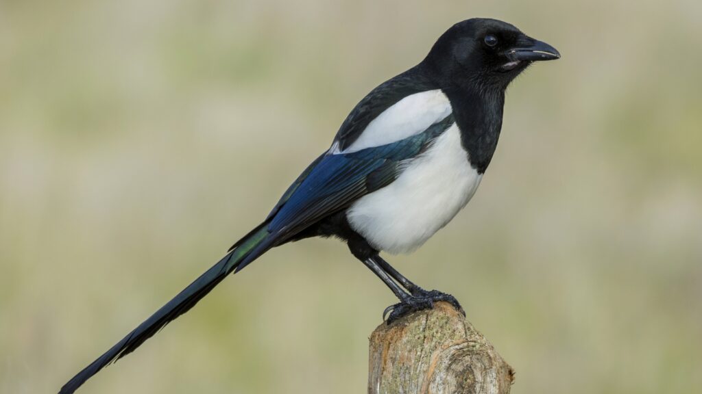 A magpie bird sitting on top of a wooden post