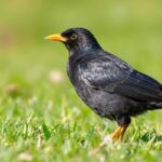 Common blackbird with orange beak displaying typical adult plumage