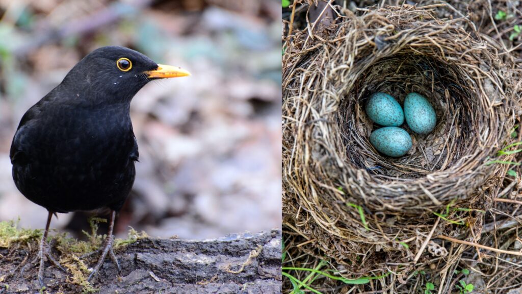 A Blackbird and Blackbird nest with four speckled eggs in cup-shaped structure