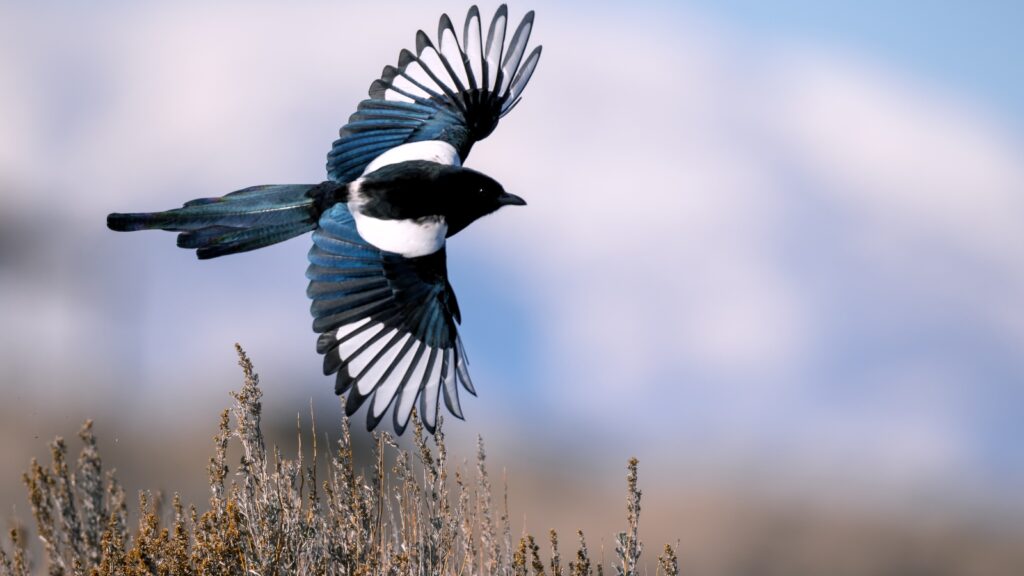 A Magpie bird flying through the air