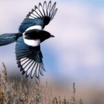 A Magpie bird flying through the air