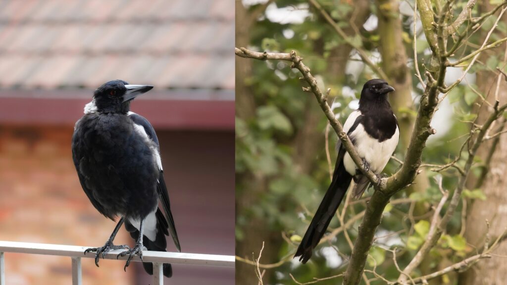 Urban versus rural magpie feeding habits