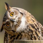 Owl demonstrating 270-degree head rotation with neck flexibility