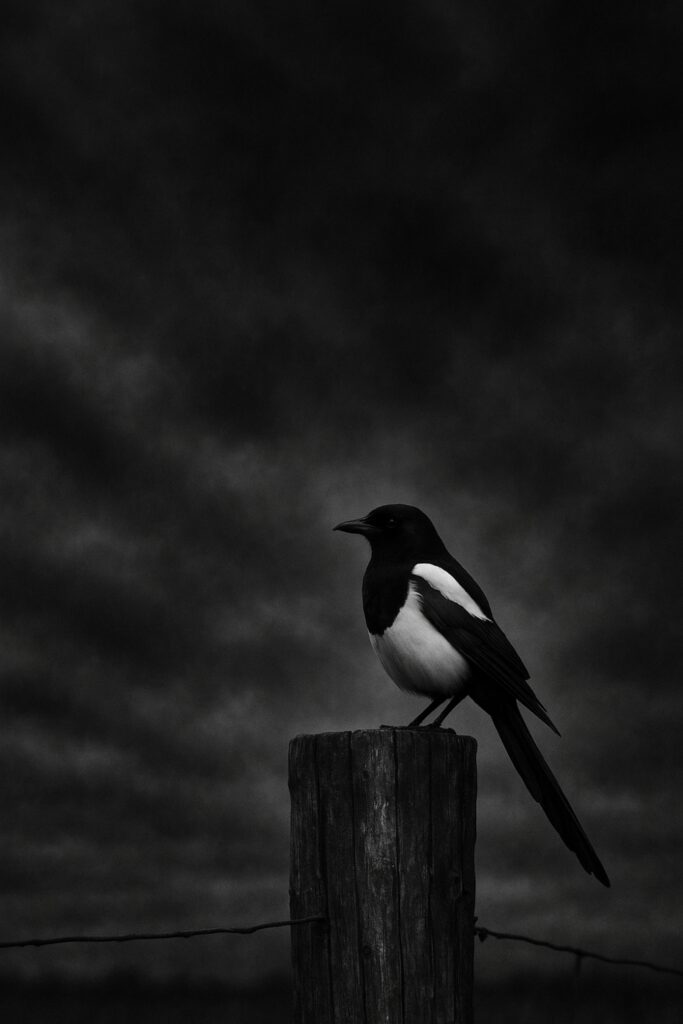 Single black and white magpie representing one for sorrow superstition