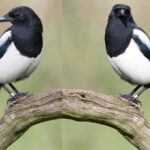 Two magpies bird sitting on a branch