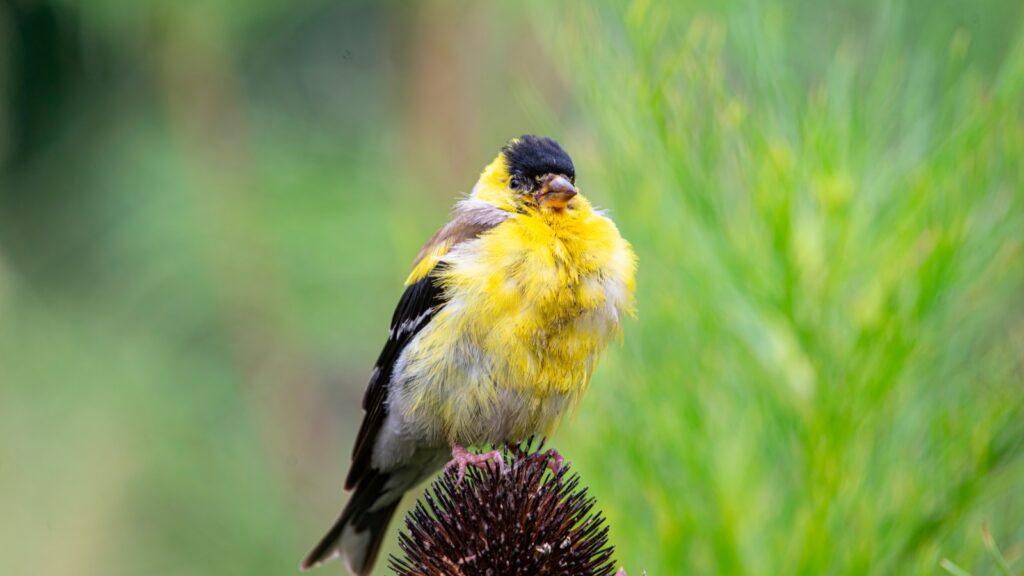What Do Goldfinches Eat
